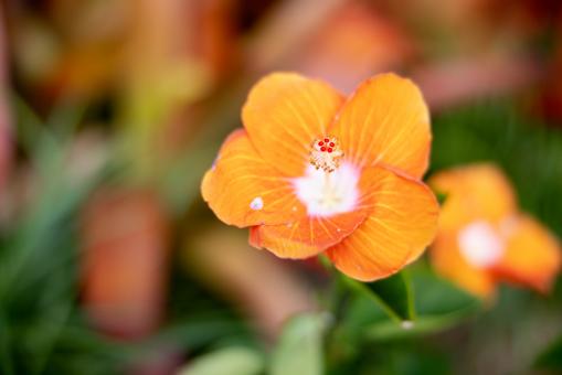 Free Stock Photo of Orange wildflower