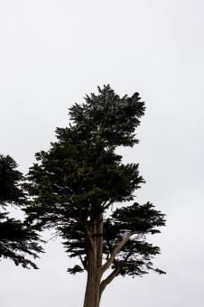 Free Stock Photo of Cypress tree