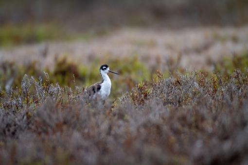 Free Stock Photo of Bird in nature