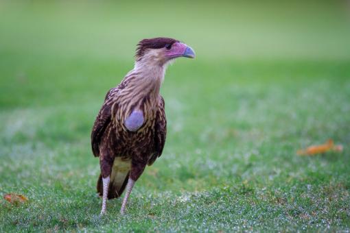 Free Stock Photo of Standing bird