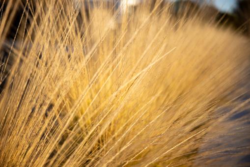Free Stock Photo of Tall dry grass