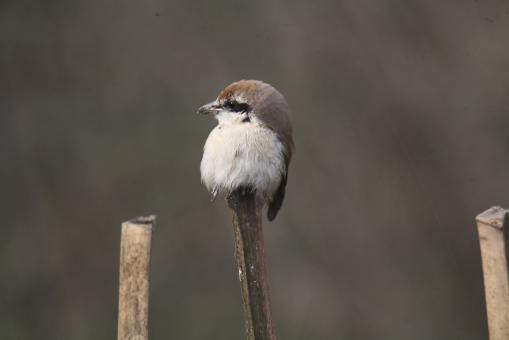Free Stock Photo of Bull headed shrike