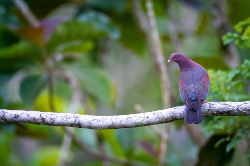 Free Stock Photo of Perched bird