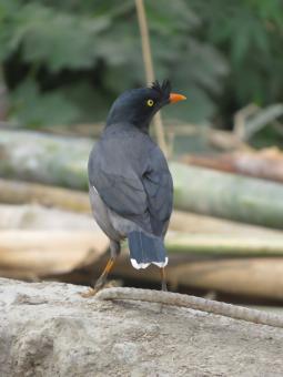 Free Stock Photo of Jungle myna