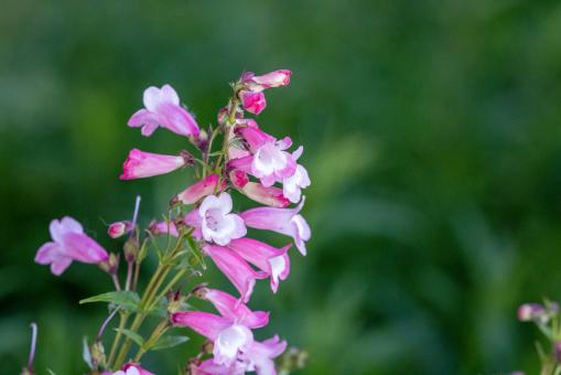 Free Stock Photo of Pink wildflowers