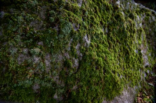 Free Stock Photo of Mossy background