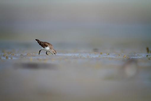 Free Stock Photo of Sandpiper bird