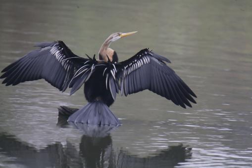 Free Stock Photo of Water bird
