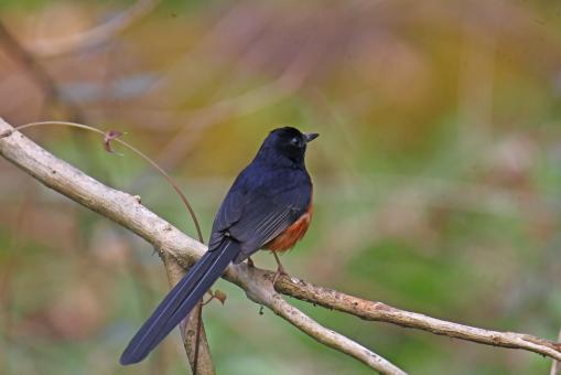 Free Stock Photo of White rumped shama