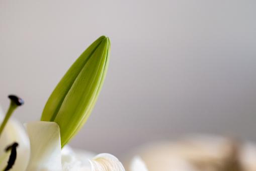 Free Stock Photo of Spring plant bud