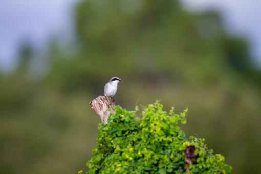 Free Stock Photo of Perched bird