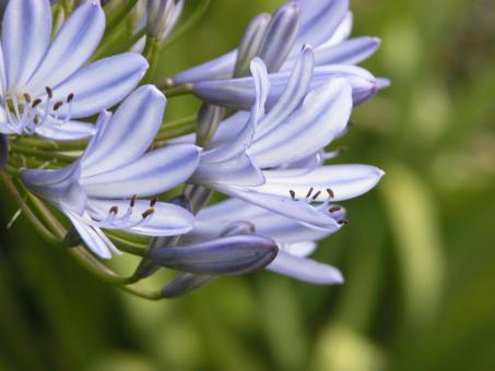 Free Stock Photo of Purple Wildflower