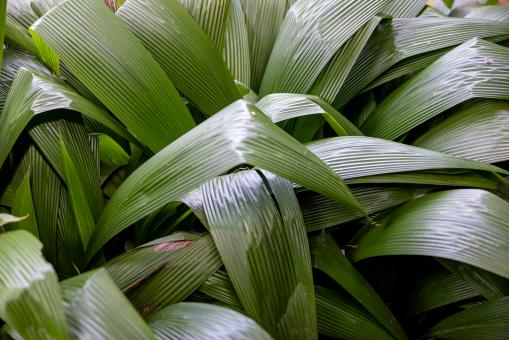 Free Stock Photo of Green plant leaves