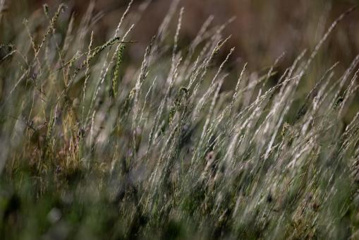 Free Stock Photo of Tall grass background