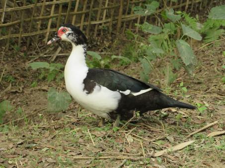 Free Stock Photo of Muscovy duck