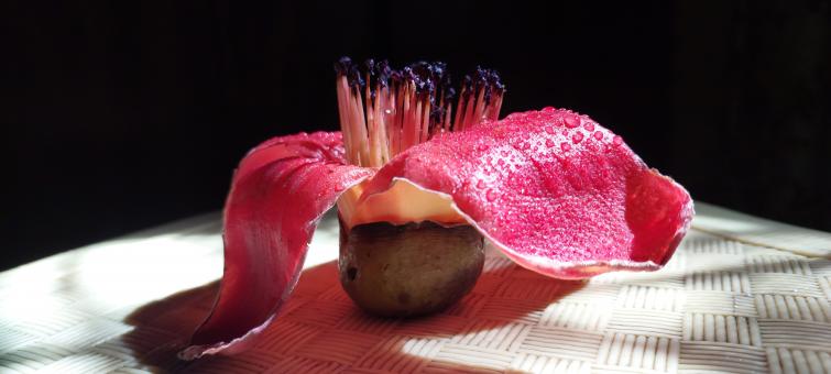 Free Stock Photo of Exotic flower blossom