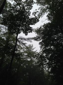 Free Stock Photo of Moody forest