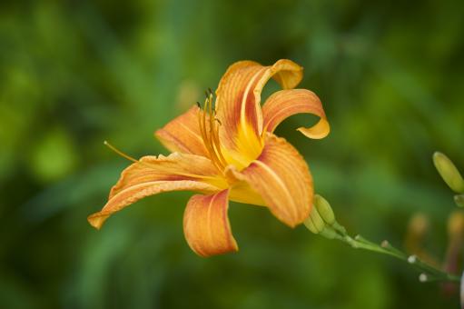 Free Stock Photo of Daylily Wildflower