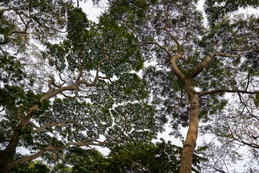Free Stock Photo of Trees looking up