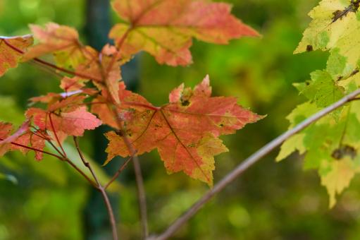 Free Stock Photo of Fall leaf