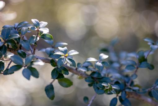 Free Stock Photo of Nature branch bokeh