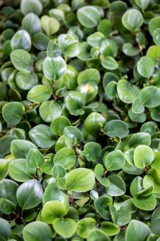 Free Stock Photo of Small green leaves