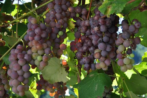 Free Stock Photo of Grapes