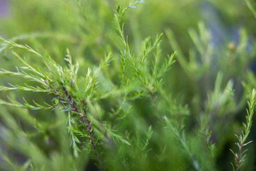 Free Stock Photo of Evergreen background