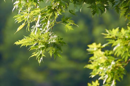 Free Stock Photo of Maple tree 