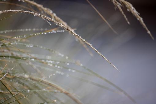 Free Stock Photo of Morning dew grass