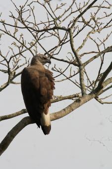 Free Stock Photo of Grey head fish eagle