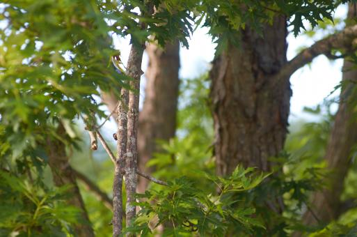 Free Stock Photo of Maple tree