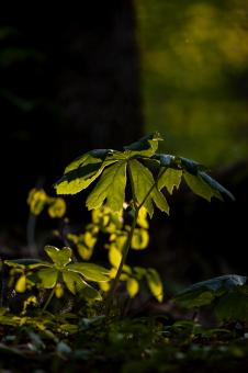 Free Stock Photo of Forest floor growth