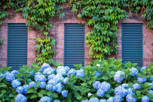 Free Stock Photo of Facade with greenery