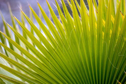 Free Stock Photo of Palm leaf