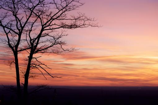 Free Stock Photo of Sunset tree
