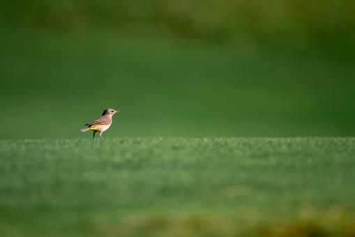 Free Stock Photo of Bird in nature