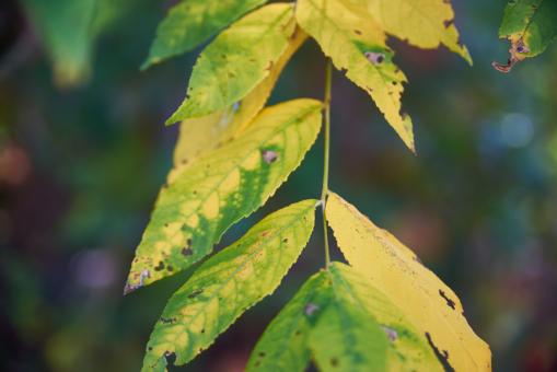 Free Stock Photo of Leaves turning color