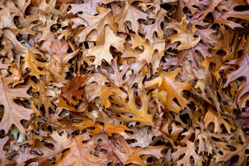 Free Stock Photo of Leaves background
