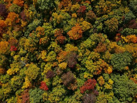 Free Stock Photo of Autumn forest aerial