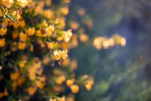 Free Stock Photo of Orange wildflowers