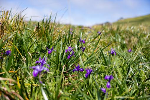 Free Stock Photo of Wildflowers field