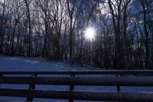 Free Stock Photo of Sun through trees
