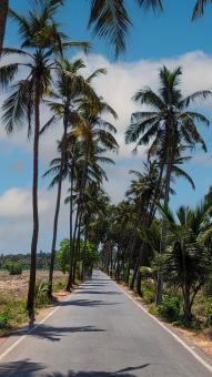 Free Stock Photo of Palm trees coast
