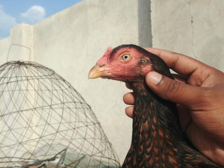 Free Stock Photo of Asil Chicken