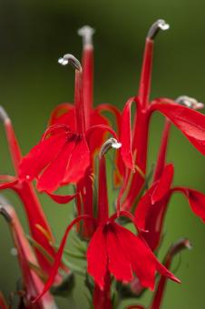 Free Stock Photo of Red macro flower