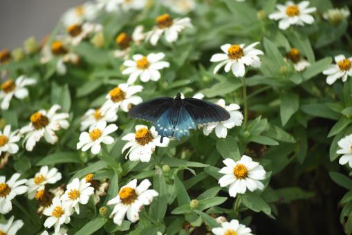 Free Stock Photo of Butterfly and flowers