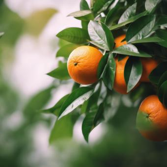Free Stock Photo of Fresh Orange With Green Leaves