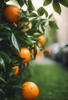 Free Stock Photo of Fresh Orange With Green Leaves