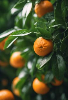 Free Stock Photo of Fresh Orange With Green Leaves